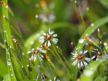 Ixeris dentata var albiflora