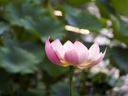 lotus flowerの写真素材
