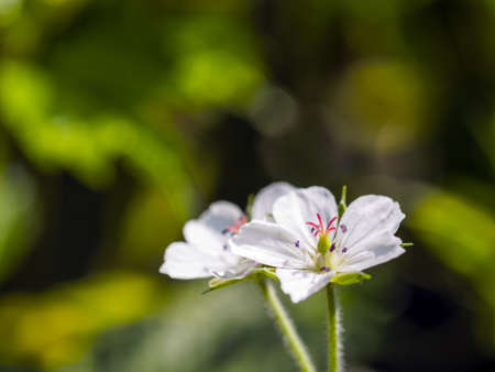 Thunberg s geraniumの写真素材