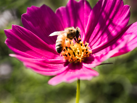 Cosmos and beeの写真素材