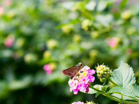 Skipper and Lantana