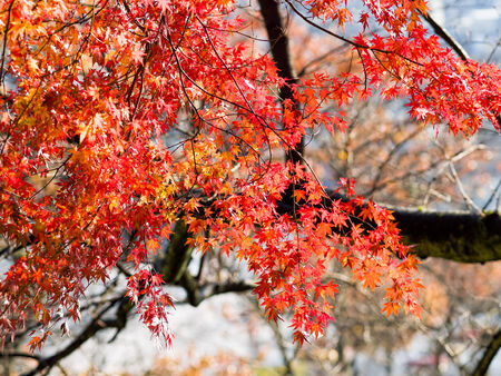 Autumn leavesの写真素材