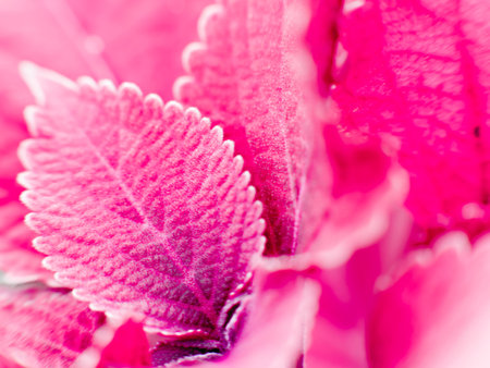 Coleusの写真素材