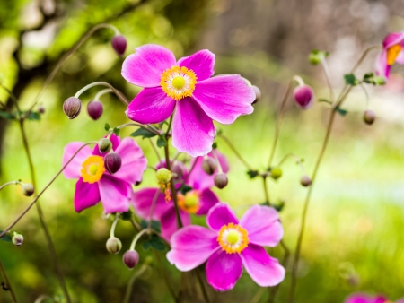 Japanese anemoneの写真素材