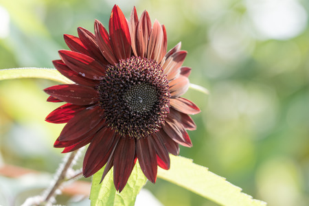 Sunflowerの写真素材