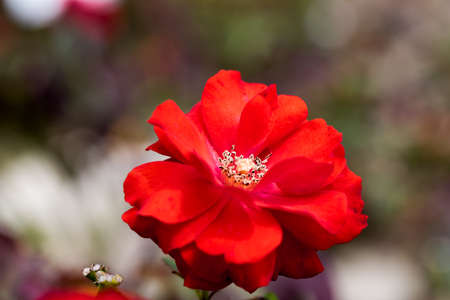 Roseの写真素材