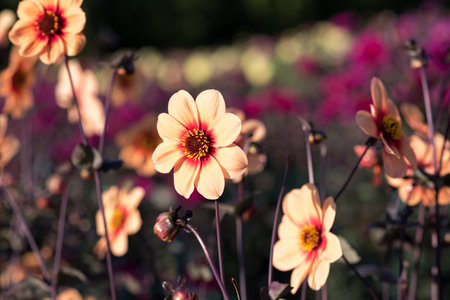 Dahlia