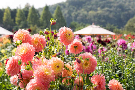 Dahliaの写真素材