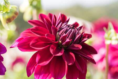 Dahlia flowerの写真素材
