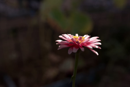 Zinnia