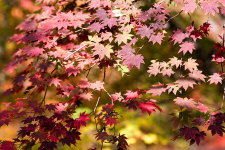 Autumn leavesの写真素材