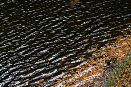 Autumn leaves