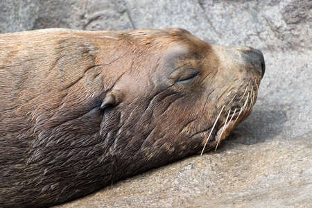Sea lionの写真素材