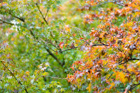 Autumn leavesの写真素材