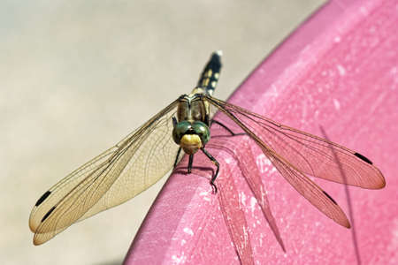 Mugiwara Dragonflyの写真素材