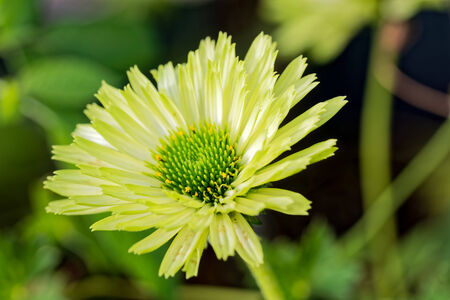 Echinacea flower の写真素材
