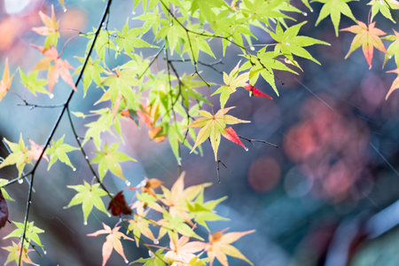Autumn leaves