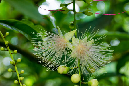 Barringtoniaの写真素材