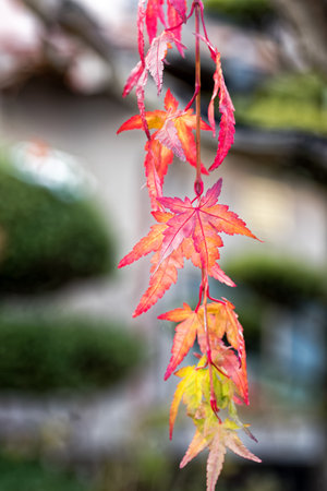 Autumn leaves