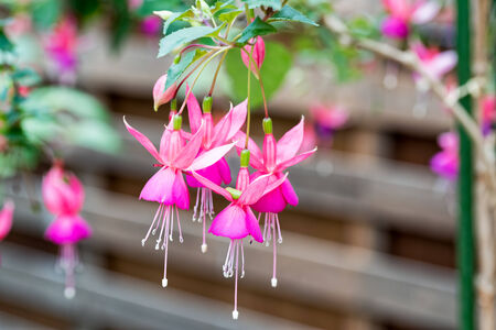 Fuchsiaの写真素材