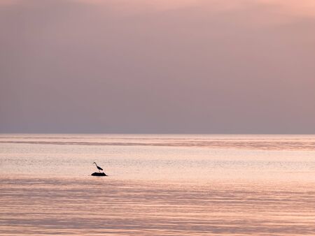 Heron at duskの写真素材