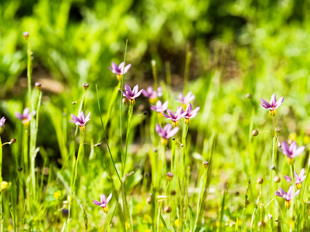 blue-eyed grassの写真素材