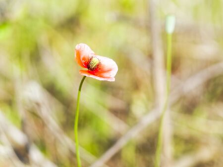 long-headed poppyの写真素材