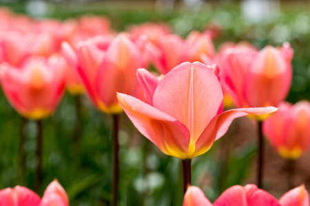 Tulipの写真素材
