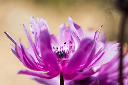 Anemoneの写真素材