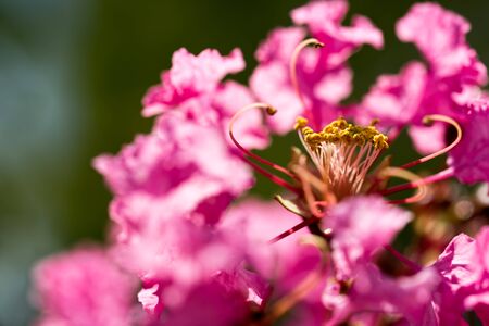 Crape myrtleの写真素材