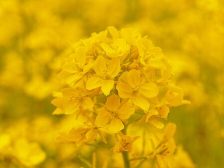 Rape blossomsの写真素材