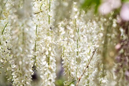 White wisteria flowers are in bloomの写真素材