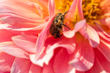 Flower chafer on dahlia flower