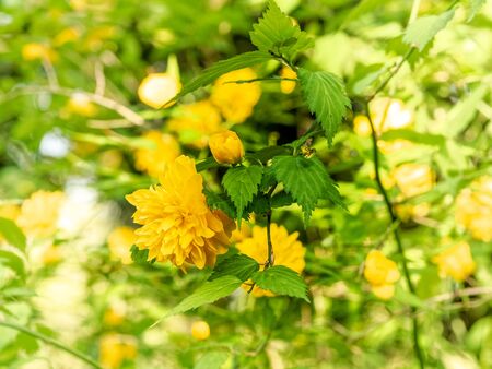 Flower of yellow Japanese roseの写真素材