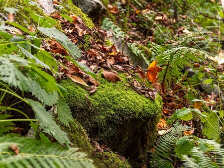 Fallen leaves collected on mossの写真素材