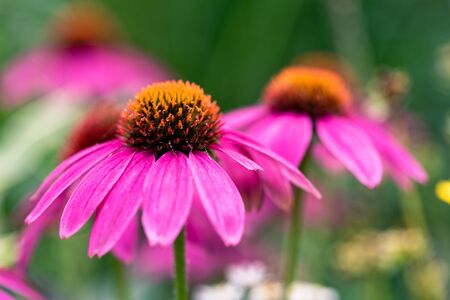 Echinacea purpurea flowers are in bloom.の写真素材