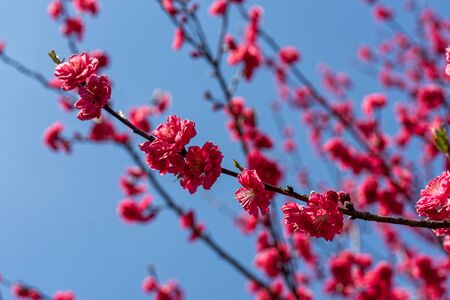 Red peach blossoms are bloomingの写真素材