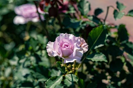 Pink rose flower on a sunny dayの写真素材