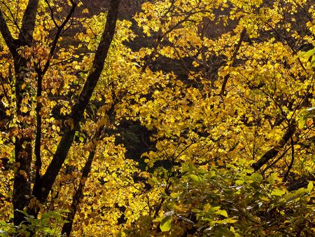 Autumn yellow forest trees in Japanese mountainsの写真素材