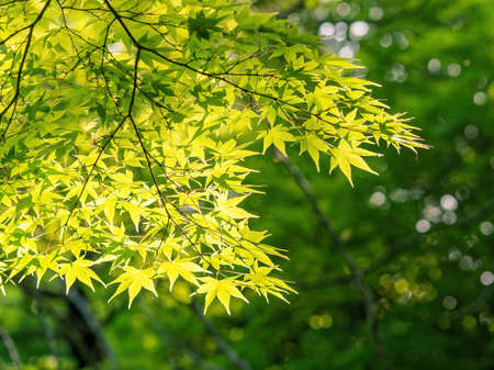 Fresh green of maple treeの写真素材