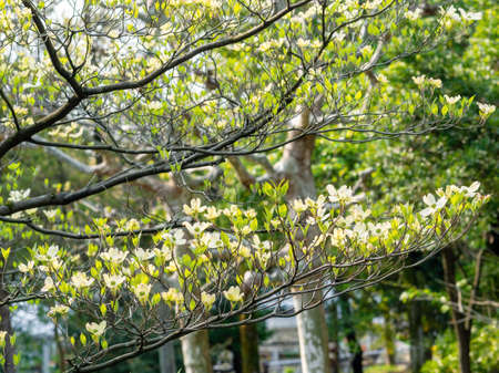 Dogwood flowersの写真素材