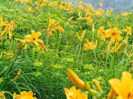 Nikko Kisuge and Hakusan Taigekiの写真素材