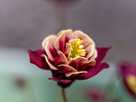 Blooming columbine flowersの写真素材