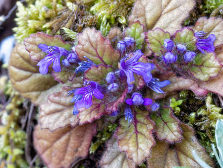 Blooming ajuga decumbens flowersの写真素材