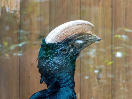 Trumpeter hornbill facing upの写真素材