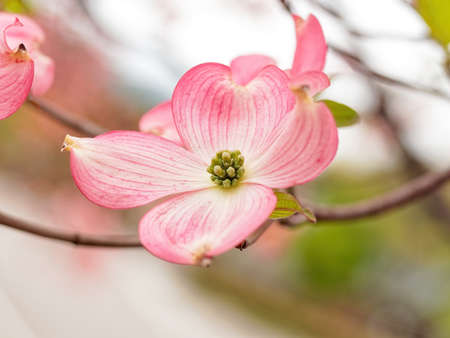 Blooming pink dogwood flowersの写真素材