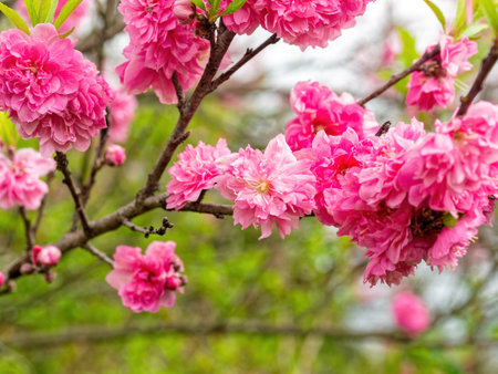 Blooming pink flowering peach trees flowersの写真素材