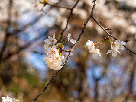 Cherry blossoms in the sunlightの写真素材