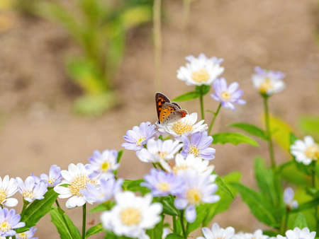 Small copper butterfly sucking honey on blooming Miyakowasure flowersの写真素材