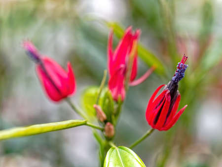 Blooming Pavonia Intelmedia flowersの写真素材